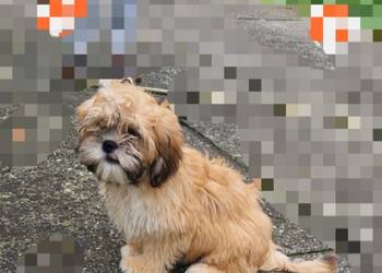 Lhasa apso slodkie przytulanki