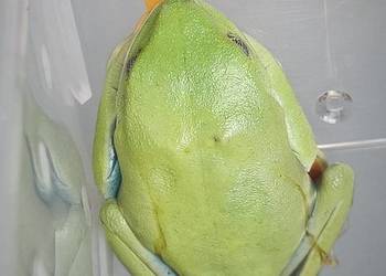 Chwytnice czerwonookie Agalychnis calidryas 2 młode samiczki sprzedam.