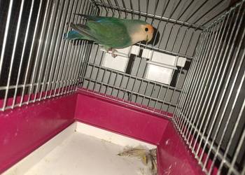 Papugi rozele świergoty