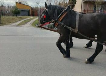 Klacz zimnokrwista typ sokólski, ogier