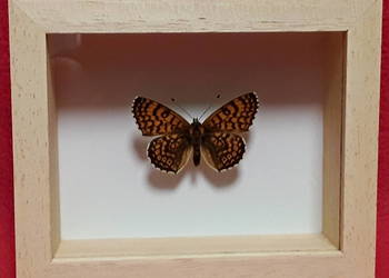 Motyl w ramce 10 x 8 cm Przeplatka atalia - Melitaea athalia