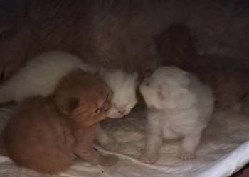 Do rezerwacji koty perskie