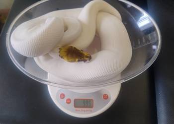 Samica Pyton Królewski Pastel Cinnamon Pied