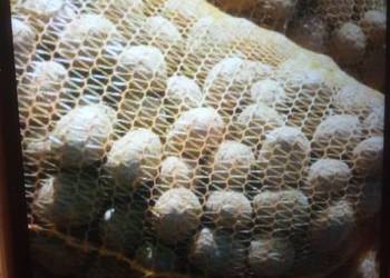 Sprzedam ziemniaki Astana typ sadzeniaka