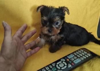 Yorkshire terrier merle pieski