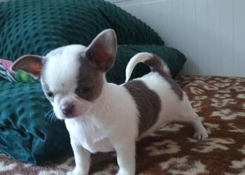Chihuahua dziewczynka wyjątkowa