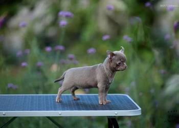 Szczeniak chihuahua
