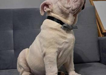 Buldog angielski fci