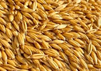 Owies POKER czyszczony