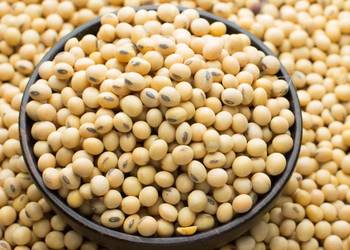 Hurtowa sprzedaż soi ekologicznej