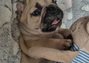 Buldog francuski szczeniaczki