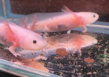 Aksolotl meksykański, Ambystoma meksykańska z polskiej hodowli