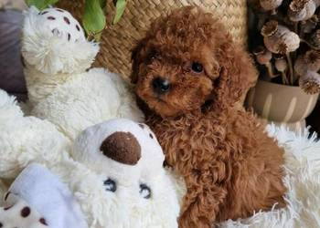 Pudel toy chlopczyk  badania genetyczne