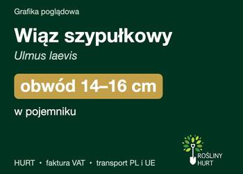 Wiąz szypułkowy (Ulmus laevis) obwód 14-16 cm, w pojemniku – HURT