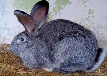 Królik mięso do howu