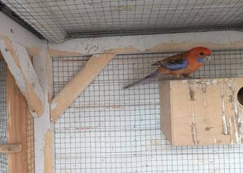 Rozella królewska orange  samiec