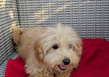 Piesek Maltipoo