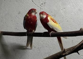 Rozelle białolice, para