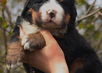 Berneński pies pasterski