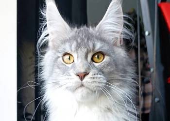Czarny srebrzysty tikowany Maine Coon - hodowlany - FPL
