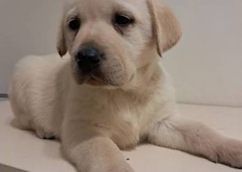 Szczeniaki rasy labrador retriever