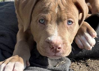 American bully abkc szczeniak