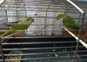 Papugi mnichy nizinne