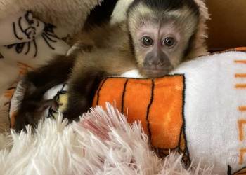 Kapucynka czubata, małpka