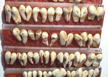 Grandle, zwane też hakami, za 105szt