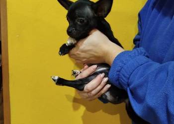 Śliczny piesek chihuahua okolice Warszawy gotowe do zmiany domu