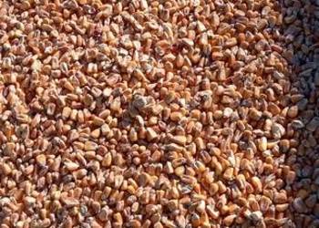 Kukurydza sucha zbiór 2025