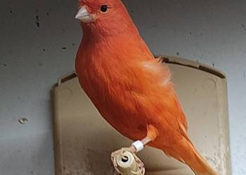 Kanarek kanarki samce czerwone