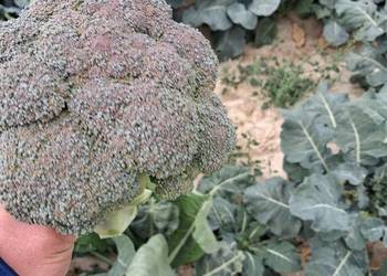 Brokuły ekologiczne BIO