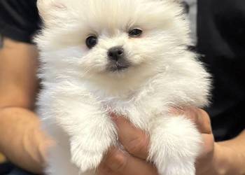 Szpic miniaturowy pomeranian