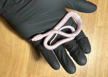 Wąż Zbożowy White sided snow