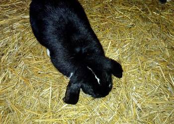 Sprzedam króliki baranyy