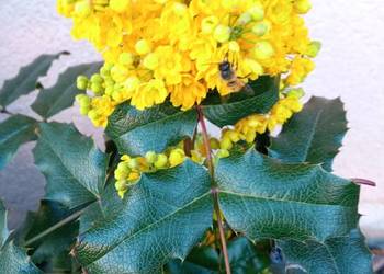 Mahonia i inne krzewy i iglaki