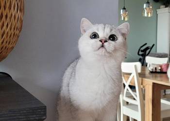 Kocięta Brytyjskie,. Srebrne oraz srebrne  pointy