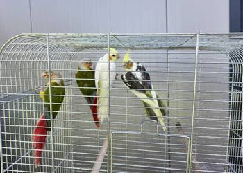 Papugi