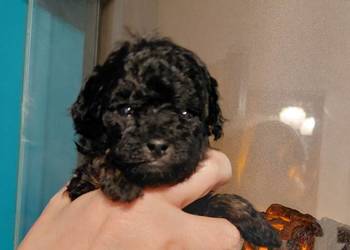 Pudel toy - suczka phantom