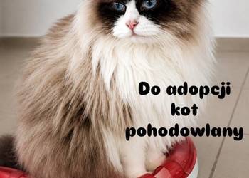 Kocur Ragdoll pohodowlany FPL