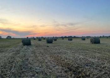 Siano 120cm (duza ilość bel)