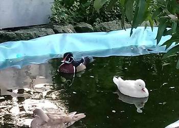 Kaczki karolinki para