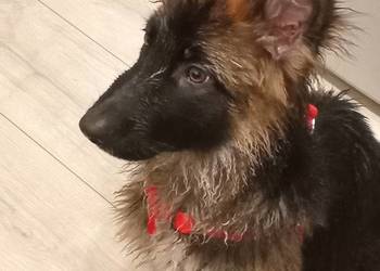 Sprzedam Owczarka Niemieckiego Długowłosy.