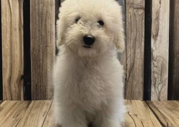 „BAKUŚ” Piesek Rasy PUDEL TOY o umaszczeniu białym