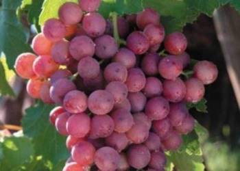 Dorosła sadzonka EINSET SEEDLESS. Winorośli 1,8 m