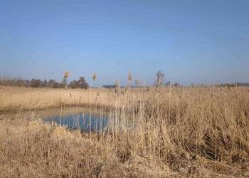 Nieruchomość gruntowa niezabudowana od syndyka - Gutków 430