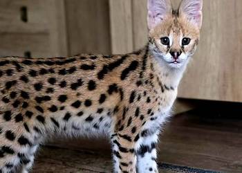 Serwal Afrykański (Leptailurus serval) - przepiękna kotka, bardzo przyjazna Katowice