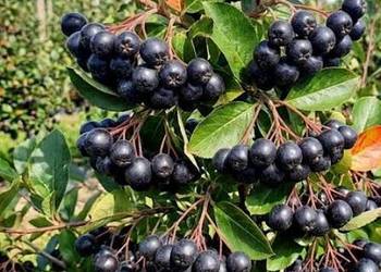 Aronia