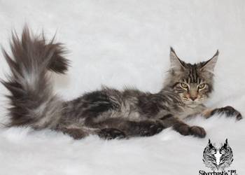 Kocurek Maine Coon od kociego behawiorysty